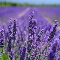 LavenderFlowers